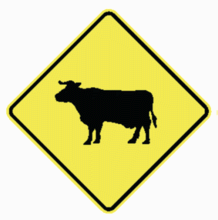 CATTLE CROSSING